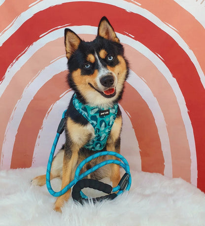 Harness - 3 Patterns Available