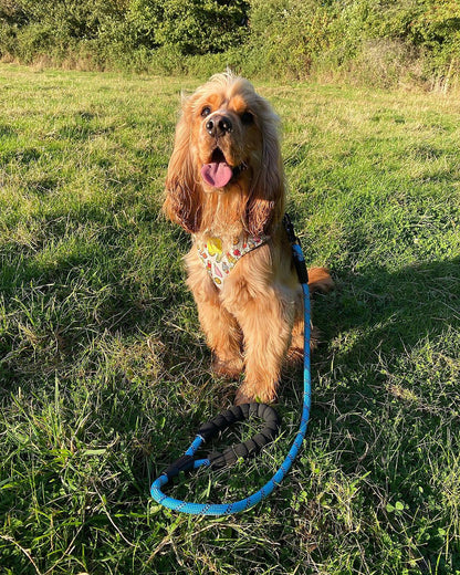 Dog Rope Lead With Reflective Stitching and Padded Handle