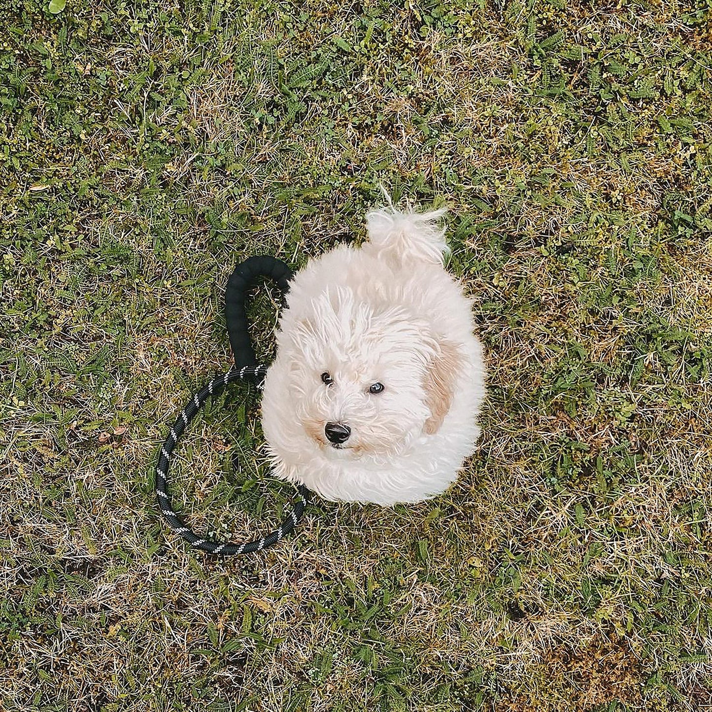 Dog Rope Lead With Reflective Stitching and Padded Handle