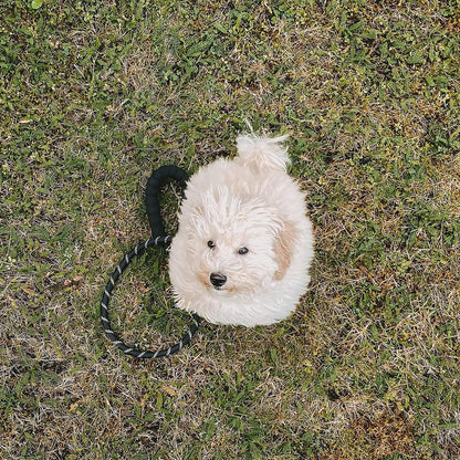 Dog Rope Lead With Reflective Stitching and Padded Handle