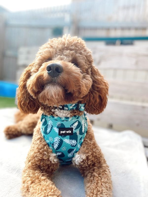 Harness - 3 Patterns Available
