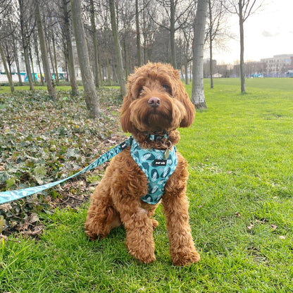 Harness - 3 Patterns Available