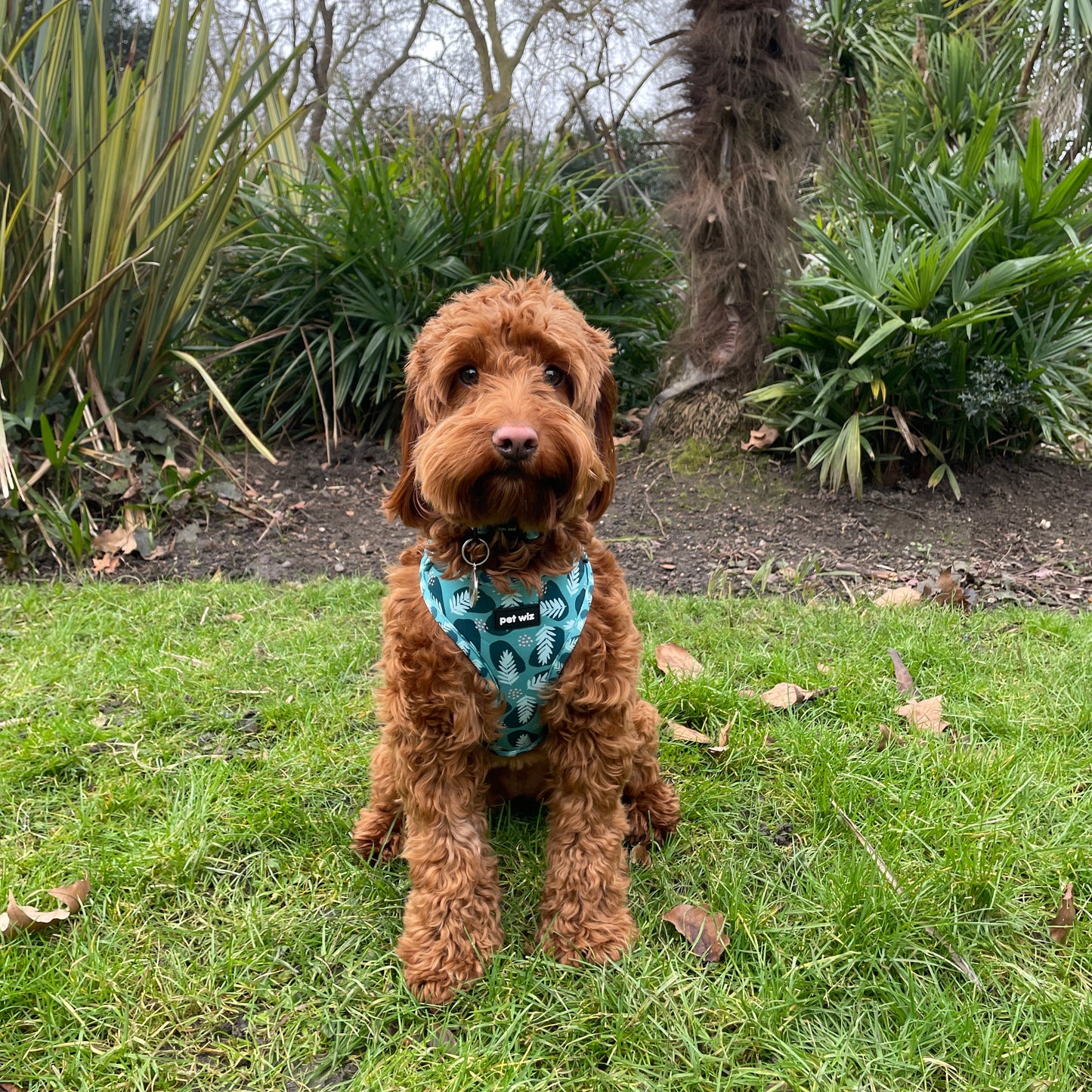Harness - 3 Patterns Available
