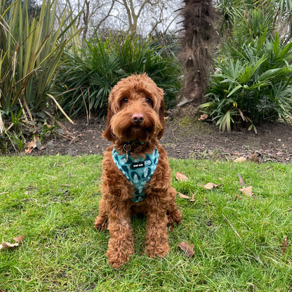 Collar - 3 Patterns Available