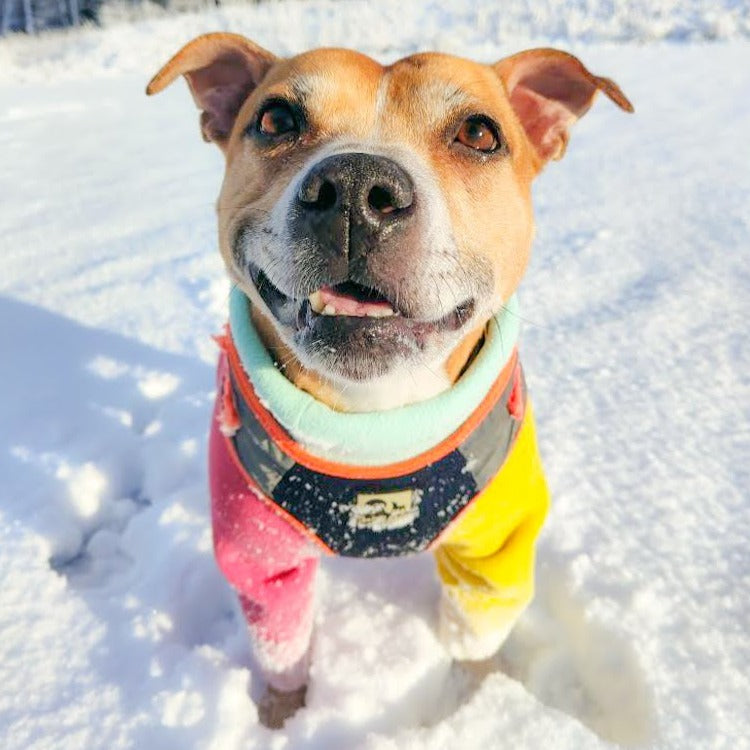 Waterproof Dog Fleece: Multi Colour
